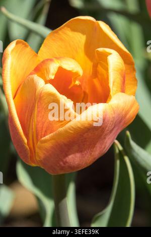 Arancio albicocca e fiore giallo di Tulipa Triumph 'Bellville' in un giardino primaverile Foto Stock