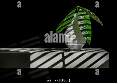 Pianta di denaro con foglie palmate di cinque volantini lanceolati, un tronco leggermente rigonfiato alla base e una crescita vigorosa in un ambiente umido Foto Stock