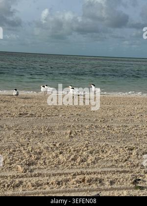 Un piccolo stormo di gabbiani che riposano sulla sabbia strutturata vicino al bordo dell'acqua su una spiaggia Foto Stock