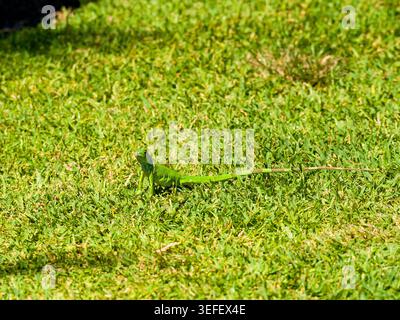 Un'iguana verde vivace e giovane con una lunga coda a righe si erge su un prato verde brillante e ben curato mentre gira la testa verso la fotocamera. Foto Stock