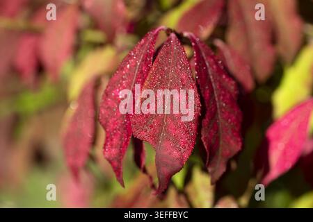 Foglie rosse di Euonymus alato (Euonymus alatus) nel giardino autunnale. Vista ravvicinata Foto Stock