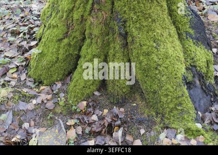 Tronco di albero ricoperto di muschio verde brillante nella foresta autunnale. Vista ravvicinata Foto Stock