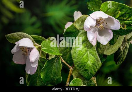 Un solitario fiore di cotogna che fiorisce su un ramo. L'immagine mette in risalto i delicati petali bianchi rosa, gli stami con punta dorata e i morbidi e leggeri petali Foto Stock