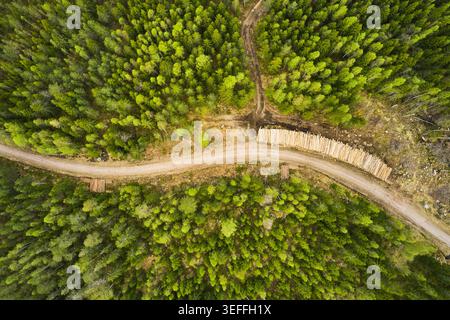 Veduta aerea di una strada forestale curva attraverso pinete, con un loggiato su un lato Foto Stock
