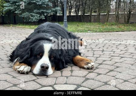 Cane di montagna bernese che si rilassa sulle pietre di pavimentazione all'aperto Foto Stock