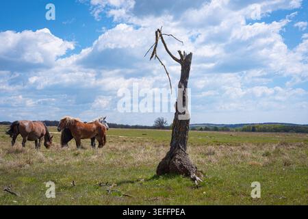 Pascolano cavalli su prati aperti vicino a alberi morti sotto il cielo blu con nuvole scolpite sulla cima della collina Kalonda vicino a Lupeni in Transilvania, Romania. Foto Stock