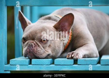 Bulldog francese Lilac brindle con occhi gialli e colletto paracord adagiato sulla panca blu Foto Stock