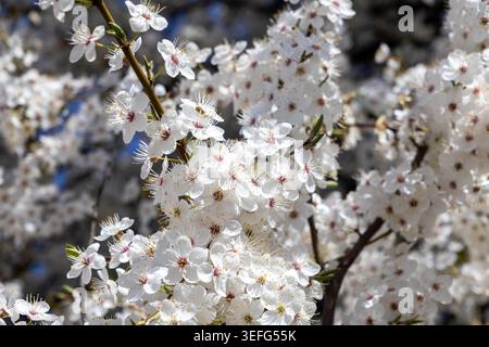 Vista macro dei fiori di prugna bianca sui rami sotto la luce del giorno, simboleggia la rinascita primaverile, la crescita organica, la freschezza del giardino, la Foto Stock