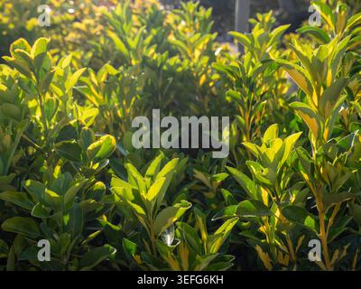 Primo piano di un vivace arbusto di Euonymus con fogliame variegato verde e giallo. Le foglie lucide sono retroilluminate dalla luce naturale dorata del sole, creando una calda atmosfera Foto Stock