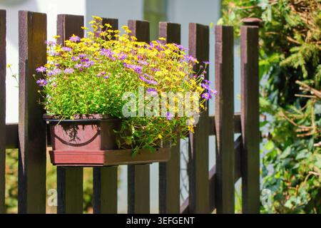 Sanvitalia gialla riccamente fiorita e Daisy BrachysVieni nel vaso di fiori appeso alla recinzione rurale. Foto Stock