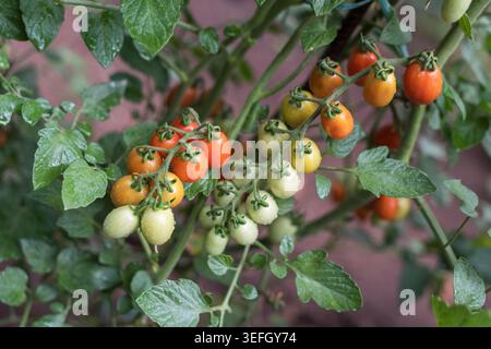 Primo piano orizzontale di pomodori ciliegini colorati che crescono in grappoli sulla pianta. Pomodori rossi maturi e piccoli pomodori verdi illuminati dalla luce naturale Foto Stock