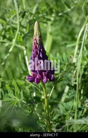 Bella Lupine viola al sole della sera Foto Stock