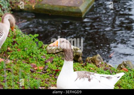 Curiosa oca domestica in piedi vicino all'acqua scura dello stagno in un ambiente di parco naturale da vicino Foto Stock