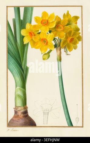 Daffodil Narcissus tazetta, noto anche come narciso bianco di carta o a fiore di mazzo, raffigurato in una classica illustrazione botanica che mostra i suoi vibranti fiori gialli, foglie verdi e bulbo sotterraneo. Pancrace Bessa (Parigi, 1 gennaio 1772 – Parigi, 11 giugno 1846) è stata un'artista francese di storia naturale, meglio conosciuta per le sue illustrazioni botaniche. Foto Stock