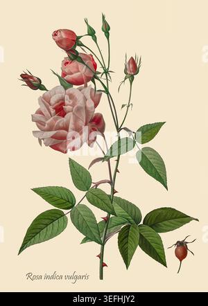Pierre-Joseph Redouté illustrazione botanica di Rosa indica vulgaris con delicati fiori rosa, fogliame verde, steli spinosi, boccioli e un anca rosa matura su sfondo bianco. Di Pierre Joseph Redouté (10 luglio 1759 – 19 giugno 1840) pittore e botanico belga noto per i suoi acquerelli di fiori Foto Stock