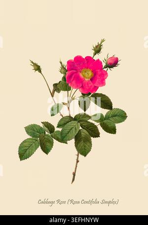 Rosa di cavolo (Rosa centifolia simplex) illustrazione botanica di una fioritura rosa vibrante con stami gialli, foglie verdi e gemme chiuse su sfondo crema, stile vintage. Di Pierre Joseph Redouté (10 luglio 1759 – 19 giugno 1840) pittore e botanico belga noto per i suoi acquerelli di fiori Foto Stock