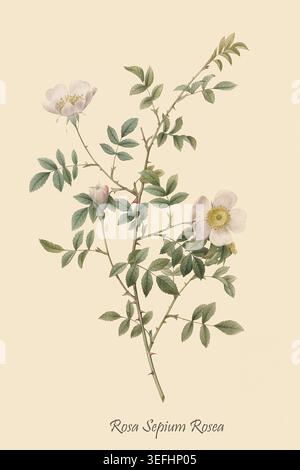 Ramo rosa Sepium Rosea con delicati fiori bianchi e rosa, boccioli in via di sviluppo e foglie verdi vibranti su uno stelo spinoso, presentato in un elegante stile botanico vintage. Di Pierre Joseph Redouté (10 luglio 1759 – 19 giugno 1840) pittore e botanico belga noto per i suoi acquerelli di fiori Foto Stock