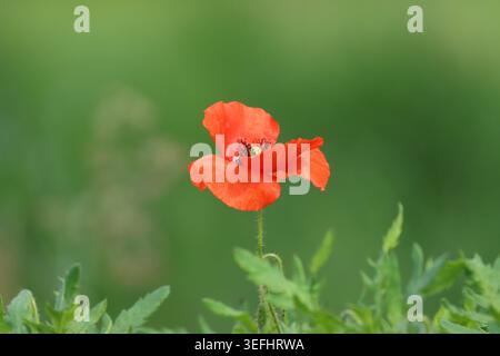 Papavero comune, bel fiore rosso nel campo Foto Stock