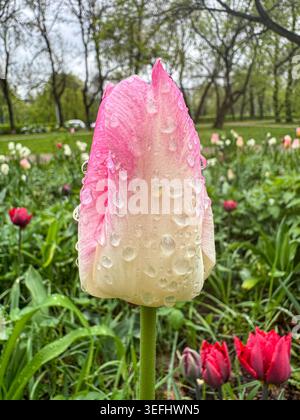 Primo piano di un tulipano rosa e bianco ricoperto da gocce di pioggia fresche in un giardino primaverile con tulipani colorati e fogliame verde sulla schiena Foto Stock