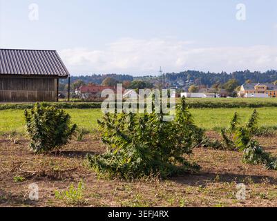 Le piante di canapa crescono in un'azienda agricola sotto la luce del sole con edifici sullo sfondo. I campi mostrano segni di coltivazione della canapa. Foto Stock