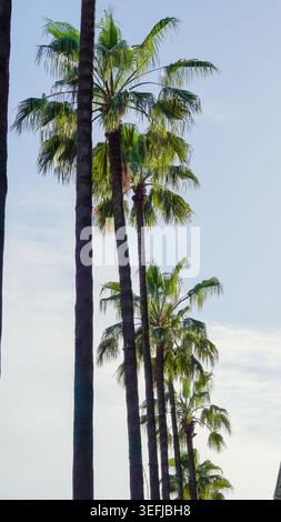Alte palme che raggiungono un cielo limpido in un ambiente costiero tropicale. Foto Stock
