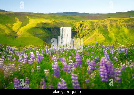 Vista panoramica delle cascate di Skogafoss lungo la lussureggiante scogliera verde con fioritura di lupino viola durante l'estate in Islanda Foto Stock