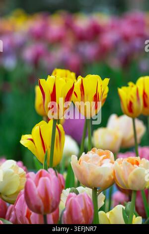 Tulipani primaverili, tulipani misti, tulipani colorati, primavera, estate. Inghilterra. Foto Stock