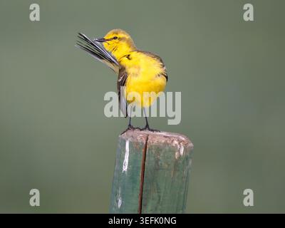 Coda di cavallo gialla maschile (Motacilla flava) arroccata su palo e coda di preparazione, fenland, Cambridgeshire, Inghilterra Foto Stock