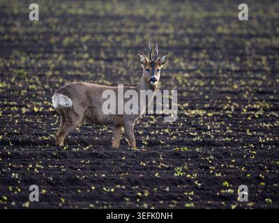Maschio Roe Deer, noto anche come roebuck, (Capreolus capreolus) in un campo di patate solcato, il Fens, Cambridgeshire, Inghilterra Foto Stock