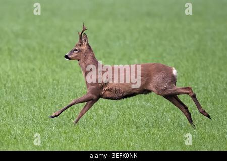 Maschio Roe Deer, noto anche come roebuck, (Capreolus capreolus) che corre attraverso un campo di grano invernale, il Fens, Cambridgeshire, Inghilterra Foto Stock