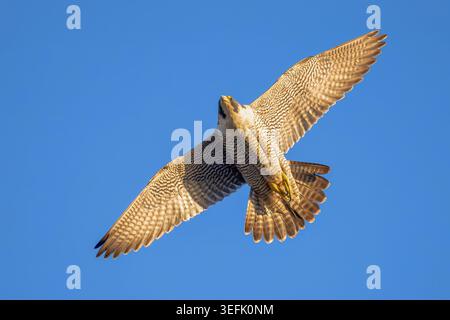 Peregrine femmina (Falco peregrinus) che vola contro il cielo blu, Cambridgeshire, Inghilterra Foto Stock