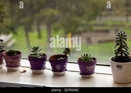 Piante succulente in vasi decorativi su davanzale luminoso Foto Stock