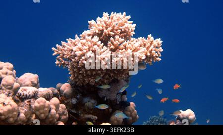 Colorati pesci tropicali nella barriera corallina del Mar Rosso a Sharm El Sheikh, Egitto Foto Stock