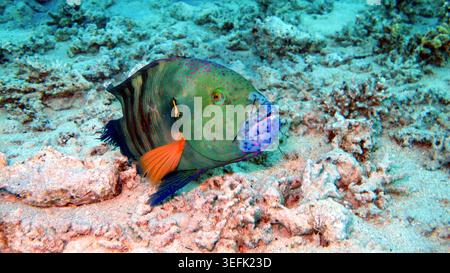 Colorati pesci tropicali nella barriera corallina del Mar Rosso a Sharm El Sheikh, Egitto Foto Stock