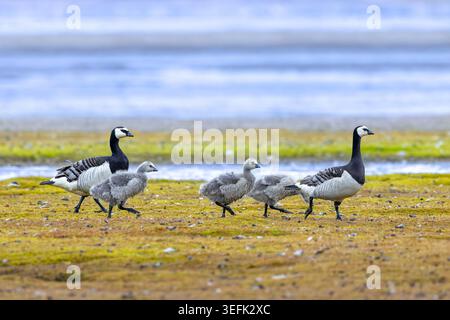 Oche del Barnacle (Branta leucopsis) genitori adulti con tre gavoni che si forgiano sulla tundra in estate, Svalbard / Spitsbergen, Norvegia Foto Stock