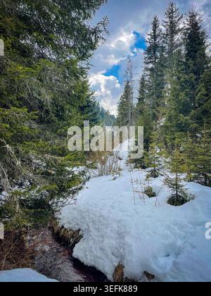 Coperte di neve una tranquilla foresta invernale, caratterizzata da torreggianti pini e un ruscello che scorre sotto un cielo blu nuvoloso Foto Stock