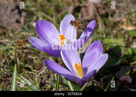 Due api mellifere raccolgono polline dai fiori di cocco viola in una giornata di primavera assolata. Foto Stock