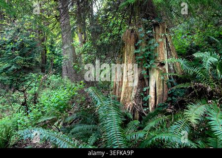 WA31154-00....WASHINGTON - vecchio ceppo con tacche a molla visibili in un parco urbano di Washington occidentale. Foto Stock