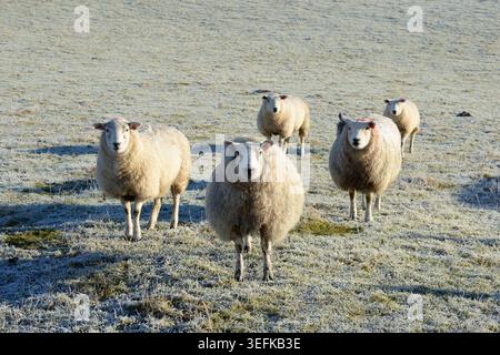 Pecore curiose in un campo coperto di gelo in Scozia. Foto Stock