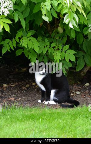 Gatto domestico bianco e nero nascosto sotto il cespuglio in giardino Foto Stock