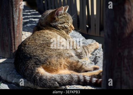 Gatto Tabby che riposa comodamente su un muro di pietra nel caldo sole pomeridiano con un'espressione pacifica. Foto Stock