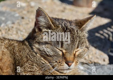 Primo piano orizzontale estremo di una testa di gatto marrone che dorme con gli occhi chiusi nel luminoso sole del Mediterraneo su una superficie rocciosa ruvida Foto Stock