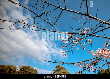 I ciliegi fioriscono accanto a uno stagno al santuario Tsurugaoka Hachimangu a Kamakura, Giappone. Foto Stock