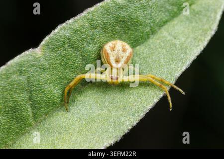 Ragno granchio (Mecaphesa sp.) Foto Stock