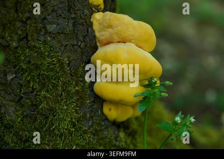 Un giovane pollo dei boschi (Laetiporus sulfureus) brucano fungo in giallo brillante che cresce da un tronco di albero coperto di muschio in un ambiente boschivo Foto Stock