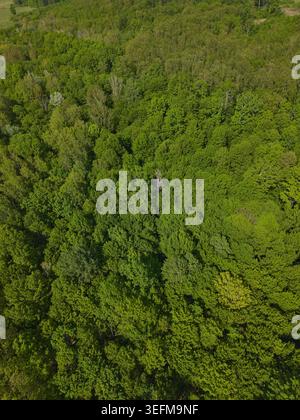 Veduta aerea dall'alto verso il basso di un fitto e misto baldacchino della foresta in un fogliame primaverile con varie sfumature di verde Foto Stock