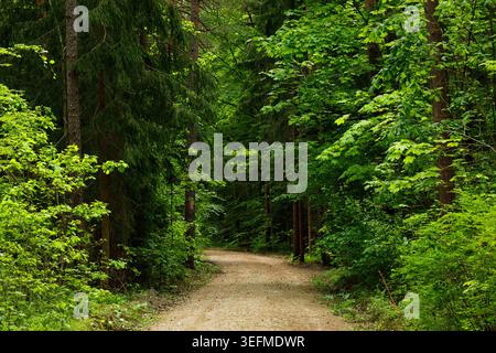 Forest Path in Fairytale Woodland - paesaggio estivo Moody Pine e Spruce Foto Stock