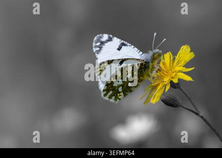 Orientale dappato farfalla bianca su fiore giallo in Grecia. Macro primaverile con colore selettivo, spazio di copia e sfondo sfocato. Arte murale natura. Foto Stock