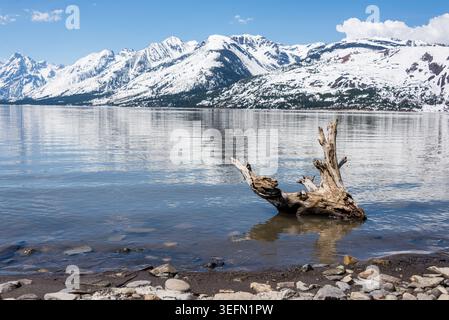 Un tranquillo lago caratterizzato da un tronco intemprato contro le maestose montagne innevate, ideale per i manifesti Foto Stock