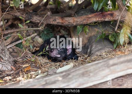 Il diavolo della Tasmania riposa sotto i rami dell'Australia meridionale Foto Stock
